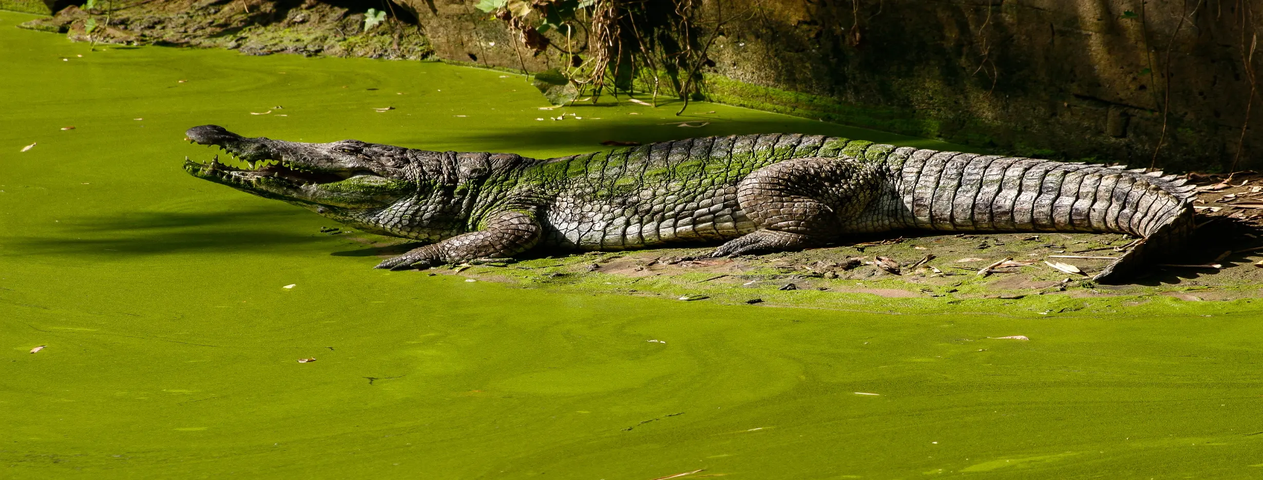 Image for Kachikally Crocodiles